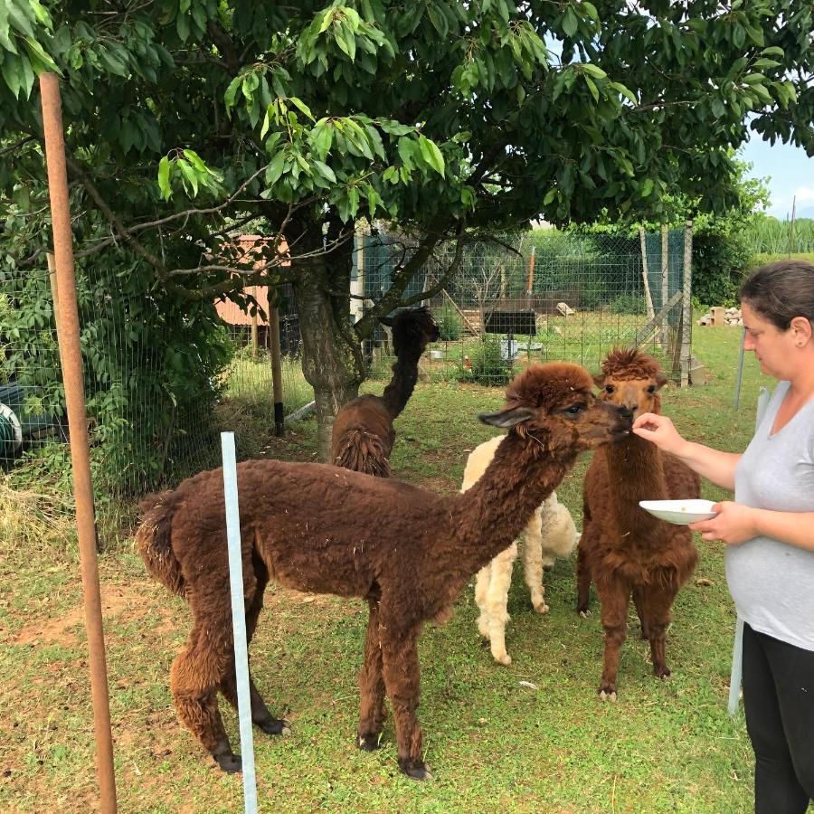 Agriturismo Il Podere Vedelago Con San Bernardo, Alpaca E Una Pentola Di Cose Da Scoprire Экстерьер фото