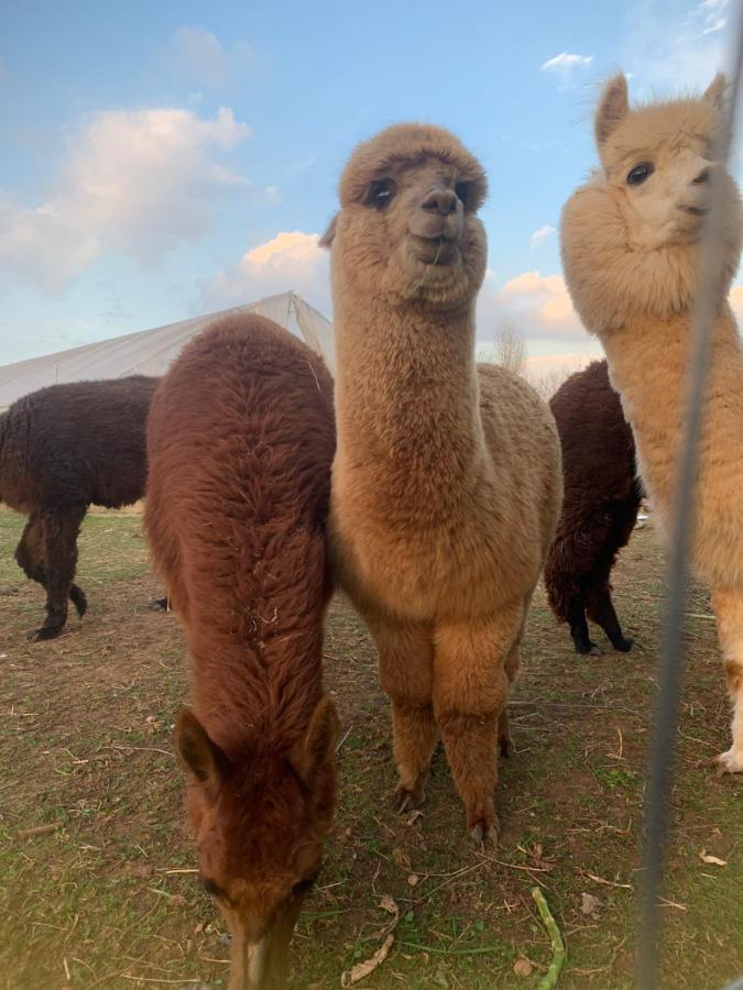 Agriturismo Il Podere Vedelago Con San Bernardo, Alpaca E Una Pentola Di Cose Da Scoprire Экстерьер фото
