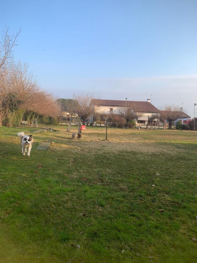 Agriturismo Il Podere Vedelago Con San Bernardo, Alpaca E Una Pentola Di Cose Da Scoprire Экстерьер фото